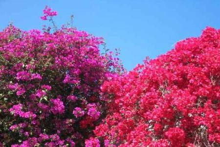 Bouganvillea, o planta exotica minunata